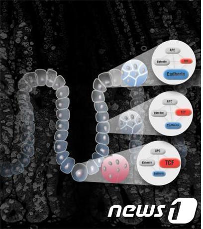 본문 이미지 - 실험용 생쥐에서 추출한 대장조직의 현미경 사진 위에 규명한 메커니즘을 그림으로 도식화 한 것(한국연구재단 제공). © News1 