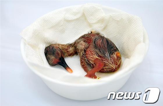 본문 이미지 - 중국서 건너온 수컷 따오기 진수이&#40;金水&#41;와 창녕 따오기복원센터에서 태어난 암컷 포롱이 부부가 산란한 첫 번째 알이 1일 오후 1시26분께 부화에 성공했다. &#40;환경부 제공&#41; © News1 