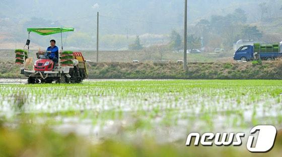 본문 이미지 - 한 농가에서 모내기 중인 모습. © News1   김대웅 기자