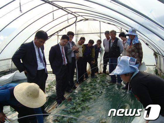 본문 이미지 - 최고품질 ‘탑과채’ 수박생산 현장컨설팅 © News1 