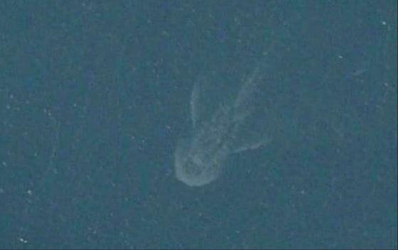 본문 이미지 - 네스호에 출현한 괴생물체로 추정되는 사진©애플맵= News1 