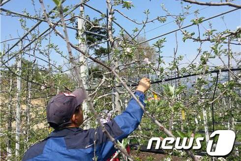 본문 이미지 - 인공수정중인 정선군 사과농가 모습. (사진제공=정선군청) 2014.4.21/뉴스1 © News1   하중천 