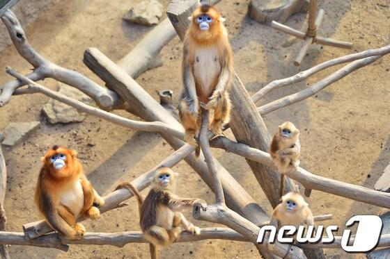 본문 이미지 - 에버랜드 '황금원숭이'© News1  