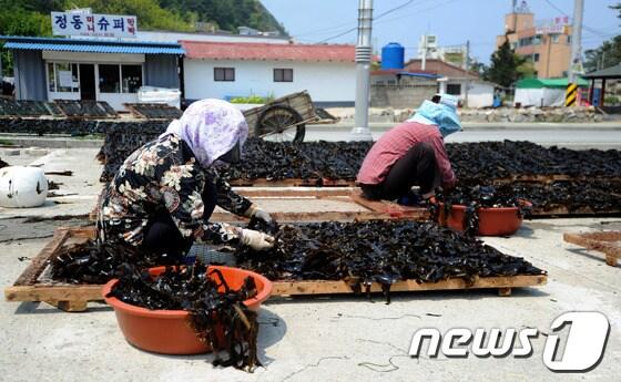 본문 이미지 - 25일 강릉시 정동진역 인근에 위치한 강동면 안인진리 어민들이 청정 앞바다에서 채취한 돌미역 말리기에 한창이다. 2014.4.25/뉴스1 © News1 서근영 기자
