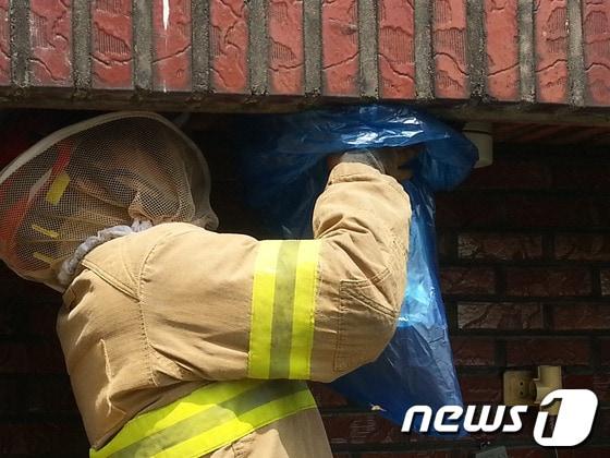 본문 이미지 - 119구조대가 주택의 벌집을 제거하고 있는 모습. © News1   