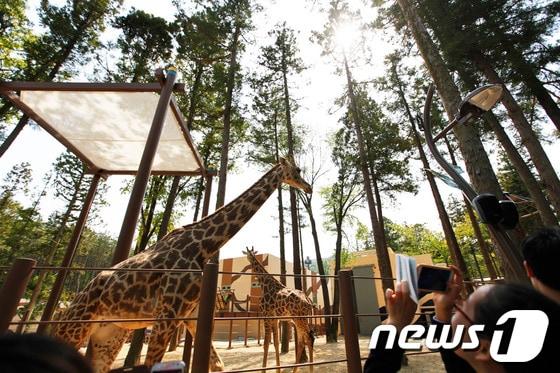 본문 이미지 - 부산진구 초읍동에 위치한 부산 유일 동물원 /뉴스1