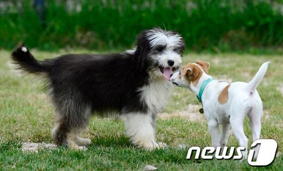 본문 이미지 - 관악구(구청장 유종필)가 서울대학교 수의과대학 동물병원(병원장 서강문)과 함께 오는 30일부터 8주 동안 '반려동물과 함께하는 행복한 삶'에 대한 강좌를 연다.(자료사진) ⓒ News1