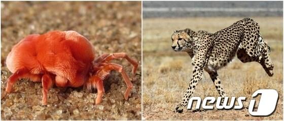 본문 이미지 - 몸길이 대비 가장 빠른 동물로 알려진 진드기&#40;Paratarsotomus macropalpis, 왼쪽&#41;과 가장 빨리 달리는 동물인 치타.&#40;출처=카운셀앤힐뉴스, AFP&#41;© News1 