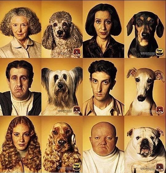 본문 이미지 - 애견사료 전문 브랜드 Cesar 광고. © News1  