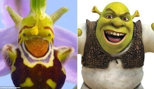 본문 이미지 - 슈렉 닮은 난초(영국 데일리메일 홈페이지). © News1  