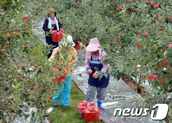 본문 이미지 - 강원 정선군 사과재배농가 사과 수확 모습. (사진제공=정선군) 2014.5.2/뉴스1 © News1   하중천 