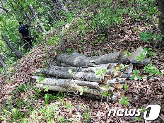 본문 이미지 - 영월군 만항재 일원 국유림에서 허모씨&#40;64&#41;와 또다른 허모씨&#40;55&#41; 등 2명이 약용나무를 몰래 베어 껍질 60㎏를 불법으로 채취한 모습.&#40;영월국유림관리소 제공&#41; 2014.5.20/뉴스1 © News1   이예지 기자