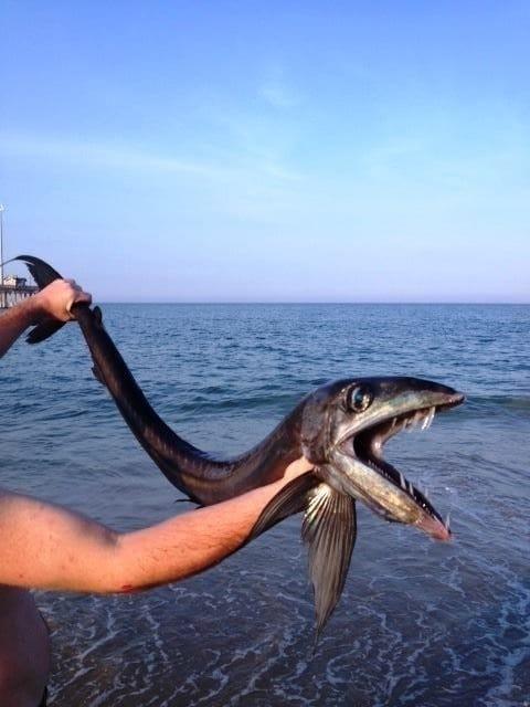 본문 이미지 - 노스캐롤리나 해안에서 발견된 심해 괴어 ©페이스북= News1 