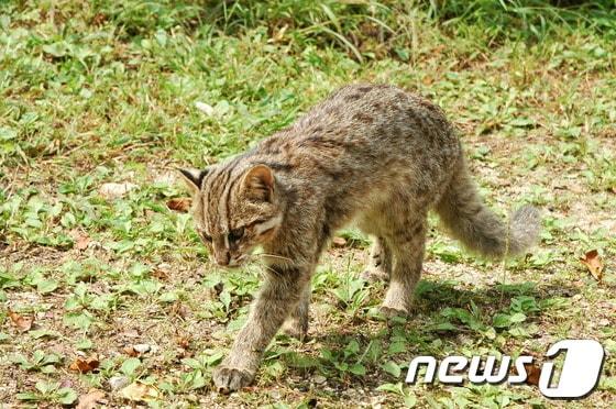 본문 이미지 - 내장산국립공원에 서식 중인 삵. (환경부 제공) ⓒ News1