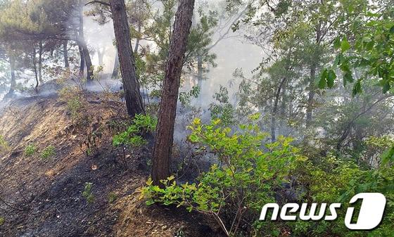 본문 이미지 - 26일 낮 12시 10분께 강원 삼척시 근덕면 교곡리의 야산에서 불이 나 사유림 0.3㏊를 태우고 1시간 10여분 만에 꺼졌다.경찰과 산림·소방당국은 입산자 실화 추정으로 보고 정확한 발화지점 등 화재 원인을 조사하고 있다.&#40;삼척소방서 제공&#41; 2014.5.26/뉴스1 © News1   이예지 기자