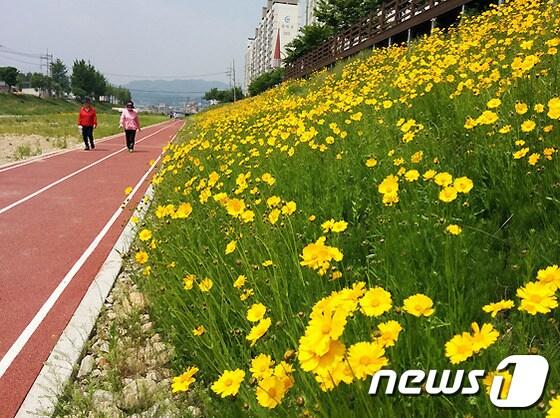 본문 이미지 - 원주 태장동 흥양천 둔치에 금계국이 활짝 피었다.(사진제공=원주시).2014.5.28/뉴스1 © News1 권혜민 기자  