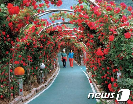 본문 이미지 - 단양 남한강변에 조성된 장미터널에 만개한 장미들 사이로  주민들이 산책을 하고 있다.© News1  