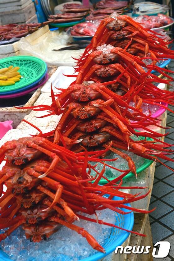 본문 이미지 - 속초붉은대게 © News1   엄용주 