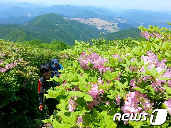 본문 이미지 - 강원 정선 제23회 두위봉 철쭉제. (사진제공=정선군) 2014.5.29/뉴스1 © News1 하중천 