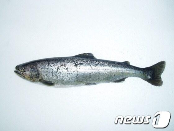 본문 이미지 - 시마연어(사진제공=양양연어사업소) © News1   엄용주 