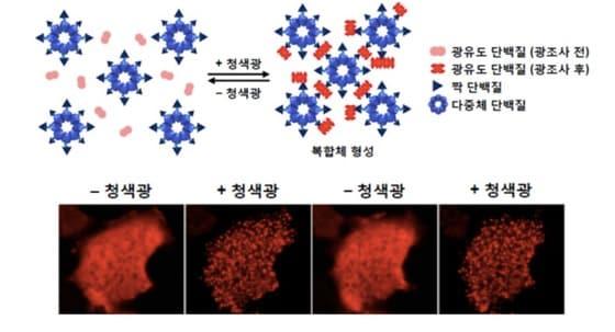본문 이미지 - 광유도 분자올가미 기술&#40;미래창조과학부 제공&#41;. © News1  