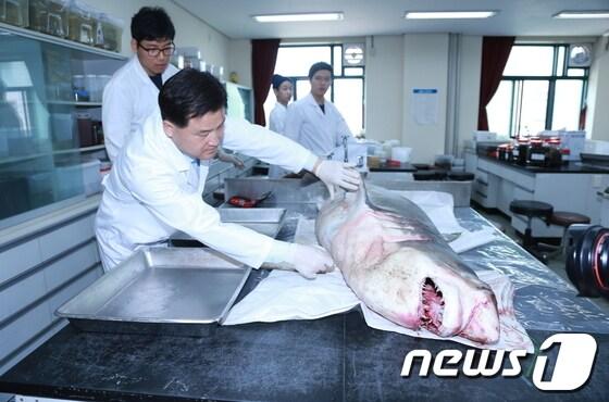 본문 이미지 - 군산대학교 최윤 교수가 포획된 백상아리를 살펴보고 있다 © News1 