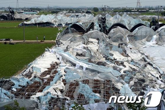 본문 이미지 - '토네이도' 피해를 입은 경기 고양시 일산서구 구산동 일원에서 11일 오후 농민들이 들길을 지나고 있다. 기상청은 10일 오후 7시께 고양시 장월나들목 인근 한강 둔치에서 토네이도 현상이 발생해 한시간 동안 지속됐다고 밝혔다. 이번 토네이도로 구산동 일원 장미 재배용 비닐하우스 등 원예시설물 20동 이상이 파손되는 피해를 입었다. 일산에 갑자기 불어 닥친 토네이도로 길가에 서 있던 경운기가 논바닥으로 박히고 비닐하우스 21곳이 재산 피해를 입었다. 또한 토네이도 발생 지점 근처에 있던 김모(80) 씨는 날아온 파이프에 맞아 부상을 당했고 바람에 날린 각종 비닐과 천이 전선을 덮치며 일부 지역이 정전되기도 했다. 2014.6.11/뉴스1  © News1   정회성 기자