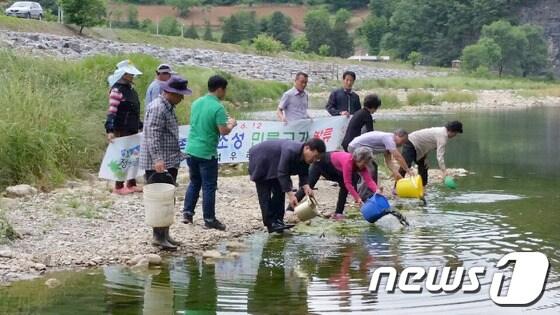 본문 이미지 - 12일 강원 정선군 남면 공무원과 주민들이 낙동1리 지장천 및 덕우리 어천에 향토어종 메기 21만여 마리를 방류하고 있다. (사진제공=정선군) 2014.6.12/뉴스1 © News1 하중천 