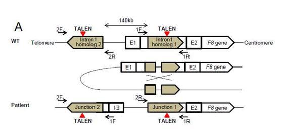 본문 이미지 - 유전자 가위 작동 모식도&#40;미래창조과학부 제공&#41;. © News1  