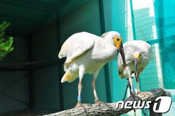 본문 이미지 - 지난 4월말 부화돼 태어난 지 50여일 된 새끼 따오기 모습. &lt;따오기복원센터 제공&gt;© News1 