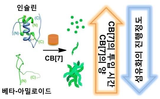 본문 이미지 - 쿠커비투[7]릴과 단백질의 상호작용에 따른 아밀로이드성 단백질들의 섬유화 진행 억제&#40;미래창조과학부 제공&#41;. © News1  