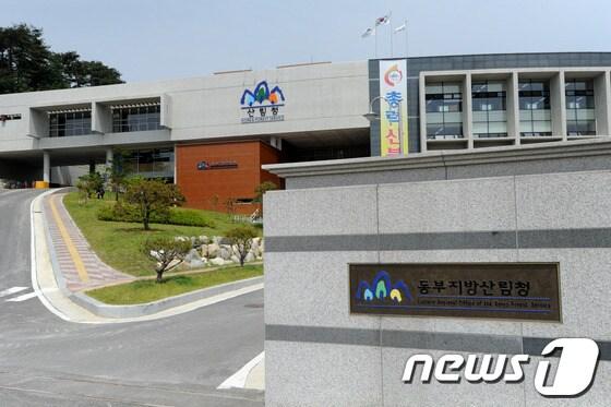 본문 이미지 - 동부지방산림청. (뉴스1 DB) ⓒ News1
