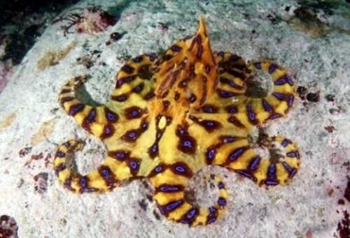 본문 이미지 - '제주 파란고리문어', 사진 국립수산과학연구원 제공.© News1   