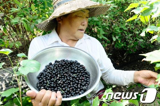 본문 이미지 - 블랙커런트(카시스베리)가 6월 강원도 화천군 건능골농원에서 처음으로 수확되고 있다.화천군은 파로호와 춘천호로 인해 습도가 높고 일교차가 심해 블랙커런트 재배에 가장 알맞은 천혜의 조건을 갖추고 있다.2014.6.27/뉴스1 © News1   홍성우 기자