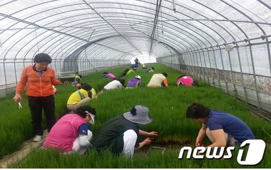본문 이미지 - 신안함초 재배모습./사진제공=신안군© News1 