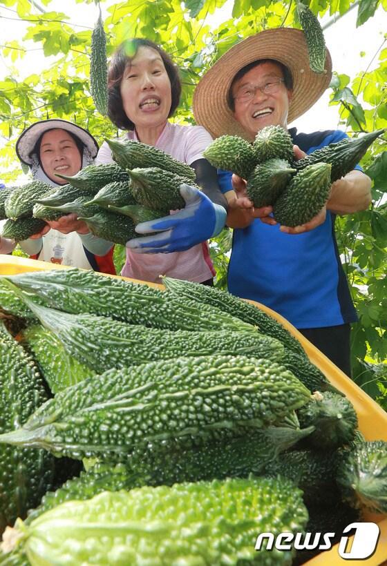 본문 이미지 - 30일 경남 함양군 안의면 중동마을 이해근(55)씨가 친환경 농법으로 재배한 여주(쓴오이)를 수확하고 있다. (함양군 제공) 2014.6.30/뉴스1