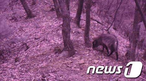 본문 이미지 - 강원 춘천시에서 멸종위기종 산양이 최초로 발견됐다.(사진제공=원주지방환경청) © News1 