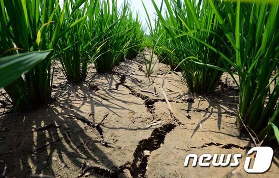 본문 이미지 - 통상 6월 말쯤 찾아오는 장마가 늦어지면서 평년보다 강수량이 적어 가뭄현상이 곳곳에서 발생하고 있다. 1일 세종시의 한 논이 메마르면서 바닥이 거북이 등껍질처럼 갈라지고 있다. © News1 장수영 기자