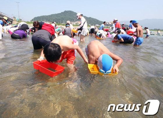 본문 이미지 - 제7회 철원 화강 다슬기축제에 참여한 관광객들이 다슬기를 잡는 모습.(철원군 제공) 2014.7.10/뉴스1 © News1   이예지 기자