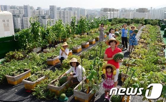 본문 이미지 - 10일 오후 서울 노원구 하계한신아파트 옥상텃밭에서 주민들이 재배한 수박과 참외, 채소 등을 들어 보이고 있다. 이 아파트 단지 옥상에는 입주민 30여 세대가 참여해 고추, 오이, 호박, 상추, 쑥갓 등 야채 1000포기와 수박, 참외 200본 등 다양한 작물이 있다. 2014.7.10/뉴스1 © News1   양동욱 기자