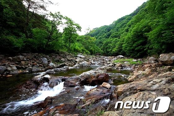 본문 이미지 - 영동 물한계곡  (영동군 제공. 재판매 및 DB금지)