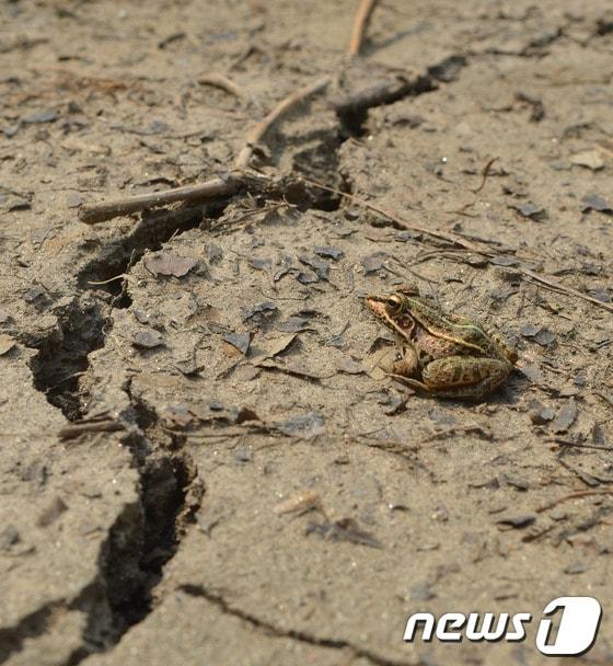 본문 이미지 - 13일 극심한 여름 가뭄이 이어지면서 강원 춘천시 서면 서상리 신매저수지가 바닥을 드러내고 있다. 총 저수량 191만 8000㎡인 신매저수지는 농업용수공급을 위해 1985년 설치됐다. 2014.7.13/뉴스1 © News1   황준  기자