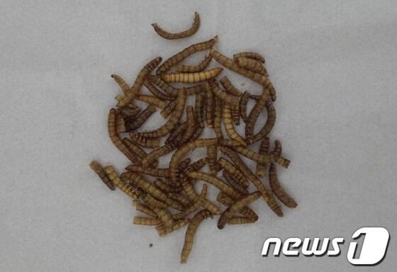 본문 이미지 - 동결건조한 갈색거저리 유충./© News1 