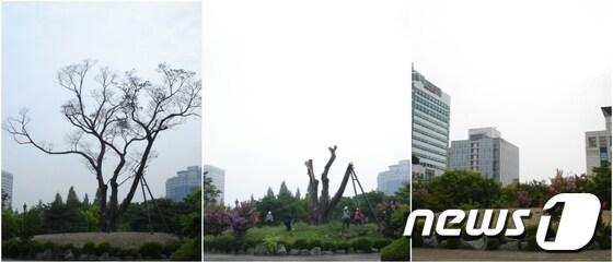 본문 이미지 - 대전 둔산신도심의 역사를 간직한 샘머리공원내 170년된 느티나무 보호수가 16일 역사의 뒤안길로 사라졌다. 고사된 모습(좌), 잘라지는 현장(가운데), 없어진 모습(우)© News1  