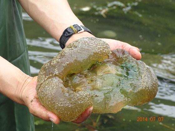 본문 이미지 - 지난 여름 이상고온과 가뭄으로 개체수가 급증한 큰빗이끼벌레. (자료사진) ⓒ News1
