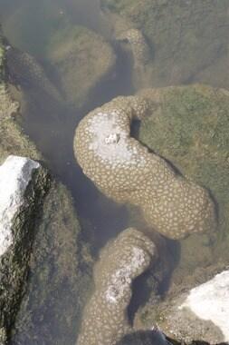 본문 이미지 - 만경강에 출현한 큰빗이끼벌레. News1 DB   