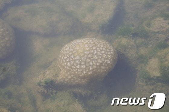 본문 이미지 - 만경강에 출현한 큰빗이끼벌레. /뉴스1 © News1 