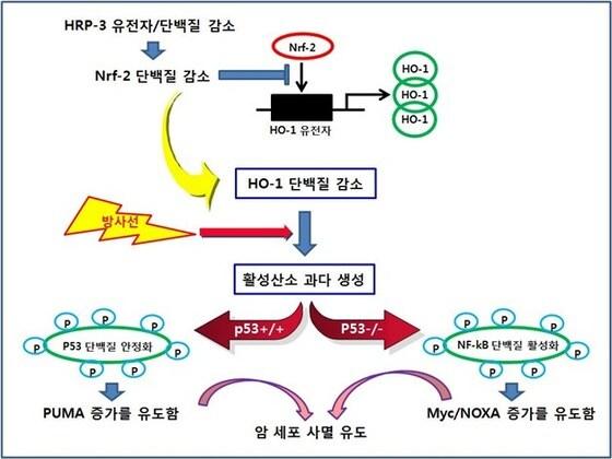 본문 이미지 - HRP-3억제에 의한 방사선치료 효율 증진 과정(미래창조과학부 제공). © News1  