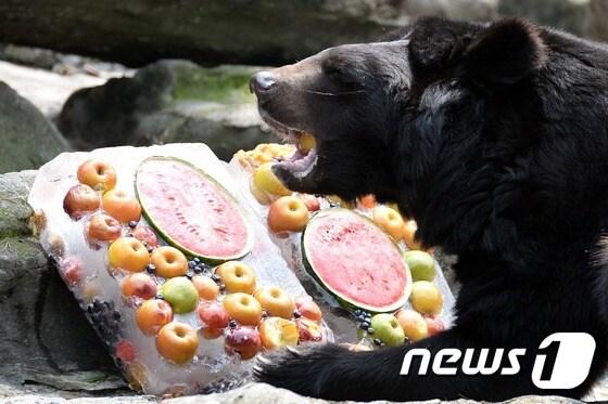 본문 이미지 - 지난 7월27일 오전 경기 과천시 막계동 서울대공원 동물원에서 반달가슴곰이 얼린 과일을 먹고 있다. 2014.7.27/뉴스1 ⓒ News1 정회성