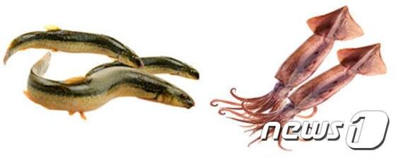 본문 이미지 - 미꾸라지(왼쪽)와 오징어/사진=해양수산부ⓒ News1